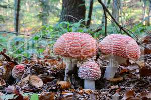 Group of Fly Agaric mushrooms in a forest