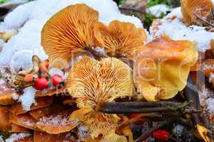 Flammulina velutipes mushrooms in snow