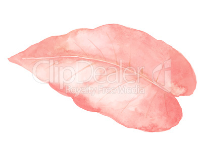 Isolated pastel pink leaf on white background