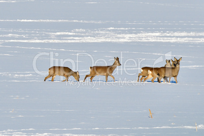 Rehe im Winter