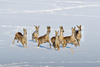 Rehe im Winter