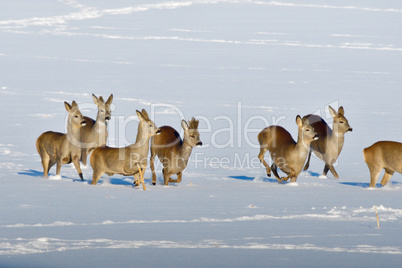 Rehe im Winter