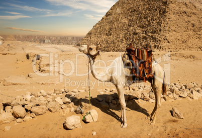 Camel near ruins