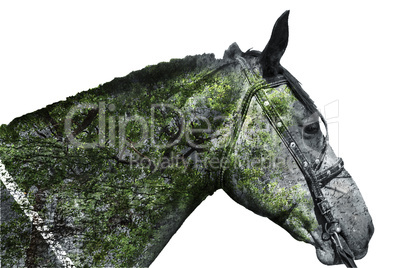 Horse head on white background . Double exposure.