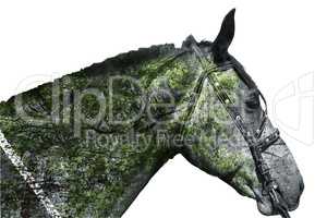 Horse head on white background . Double exposure.
