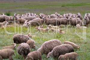 Sheep grazing on grass land