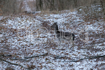 Fallow deer youngster in winter forest.