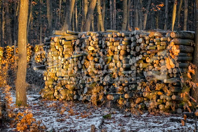 Woodpile in the frorest in wintertime