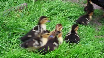 Muscovy duck hen with ducklings go in the poultry