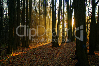 sunlight through the trees in the autumn
