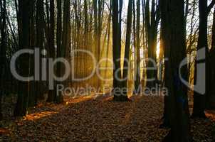 sunlight through the trees in the autumn