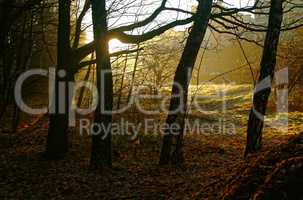 sunlight through the trees in the autumn