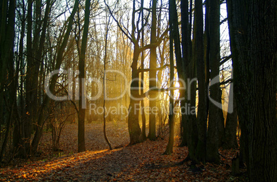 sunlight through the trees in the autumn