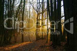 sunlight through the trees in the autumn