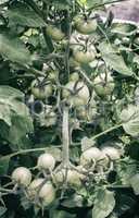 Ripening green tomatoes on the branch of a Bush.