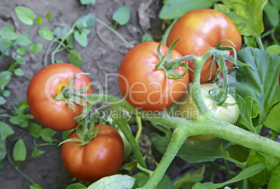 Tomatoes ripen on the branches of a Bush.