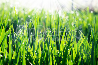 Grass in the sunlight
