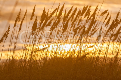 Long Grass Growing in Beach Sand Dunes at Sunset or Sunrise