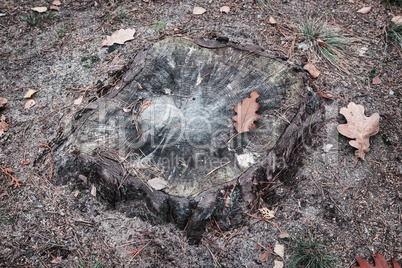 Old stump of a sawn tree trunk.
