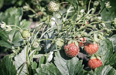 Strawberry ripe berries in the garden .