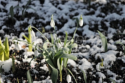 Schneeglöckchen im Schnee