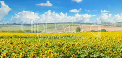Field with blooming sunflowers and cloudy sky. Wide photo.