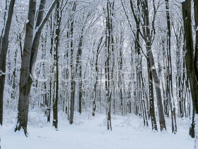 winter forest trees