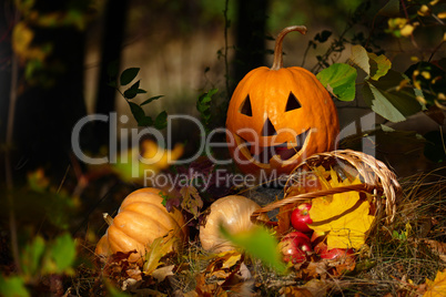 Halloween Pumpkin in the forest on a dark background.