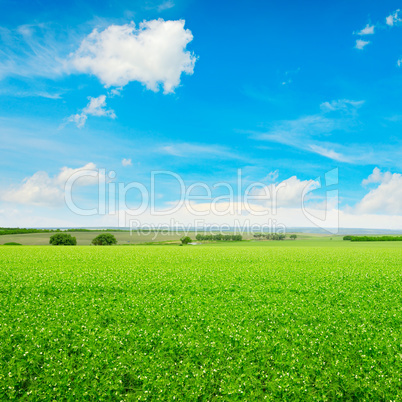 Peas field and blue sky