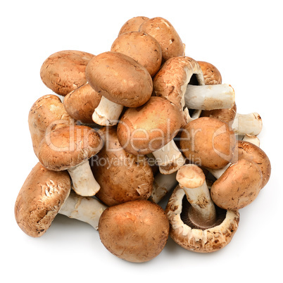 Collection champignon isolated on white