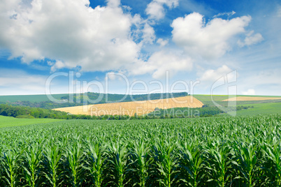Corn field in the picturesque hills and white clouds in the blue