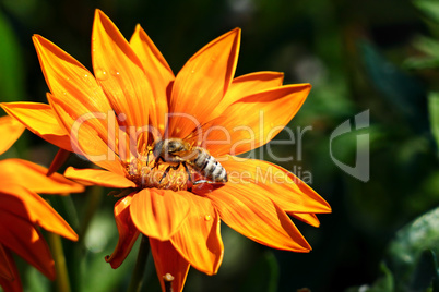 Most bee collects nectar on a flower and pollinate the plant.