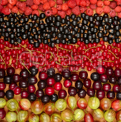 Collection of variety fruits (currants, gooseberries, raspberrie