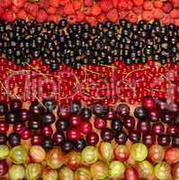 Collection of variety fruits (currants, gooseberries, raspberrie