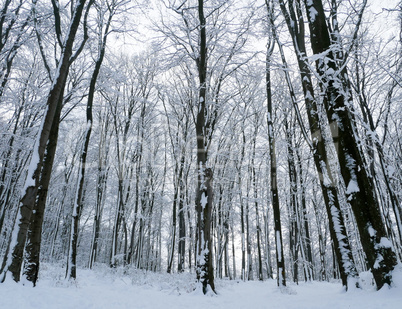 winter forest trees