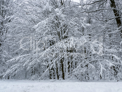 winter forest trees