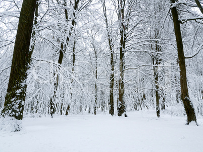 winter forest trees