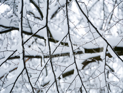 winter forest trees