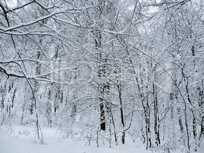 winter forest trees