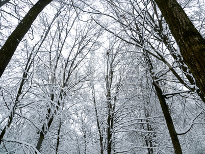 winter forest trees