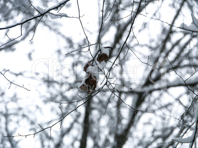 winter forest trees