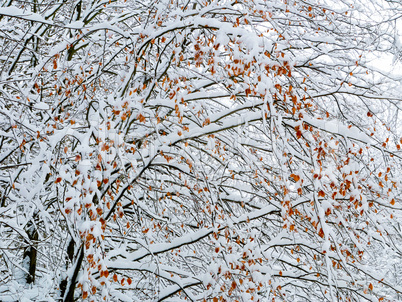 winter forest trees