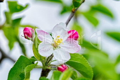 Nice apple flowers in springtime