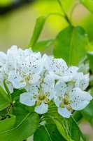 Beautiful white flowers in springtime