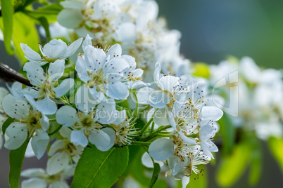 Beautiful white flowers in springtime