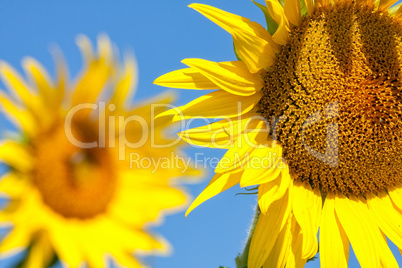 Nice sunflower in springtime