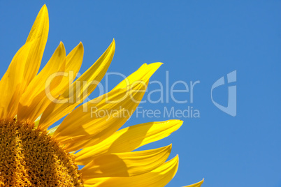 Nice sunflower in springtime