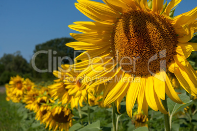 Nice sunflower in springtime