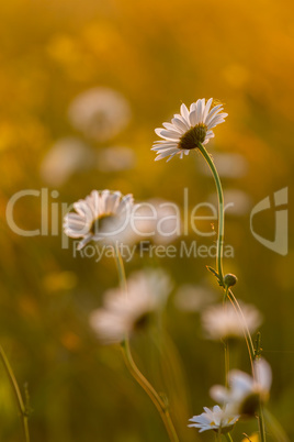 Flowers in a meadow at springtime