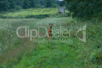 Young roebuck in the forest
